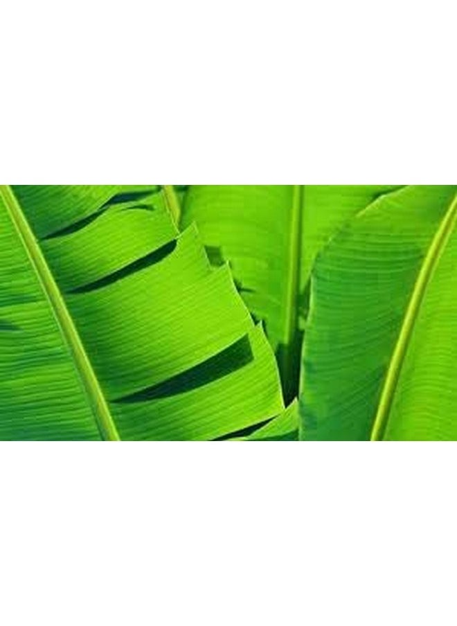 BANANA LEAVES POWDER 100 GM