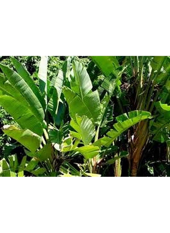 BANANA LEAVES POWDER 100 GM