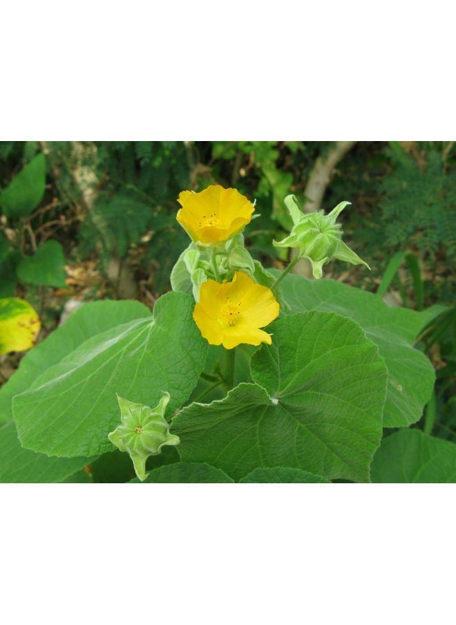 Kanghi-Thuthi-Indian Mallow-Abutilon indicom Powder -250 GM