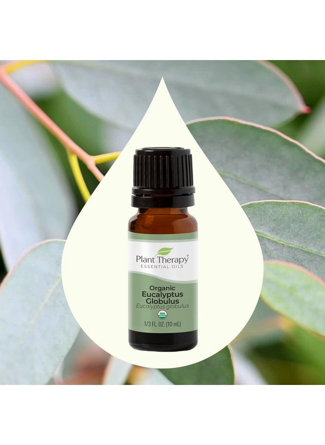 Plant Therapy Organic Eucalyptus Globulus Essential Oil 100% Pure, USDA Certified Organic, Undiluted, Natural Aromatherapy, Therapeutic Grade 10 mL (1/3 oz)