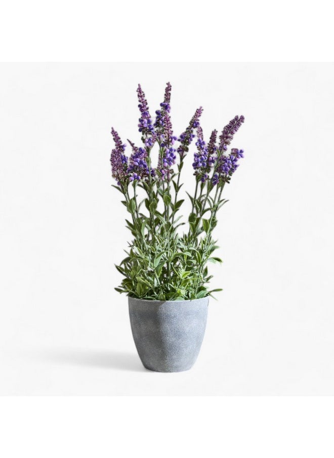 Liara Lavender Potted Plant 50 Cm