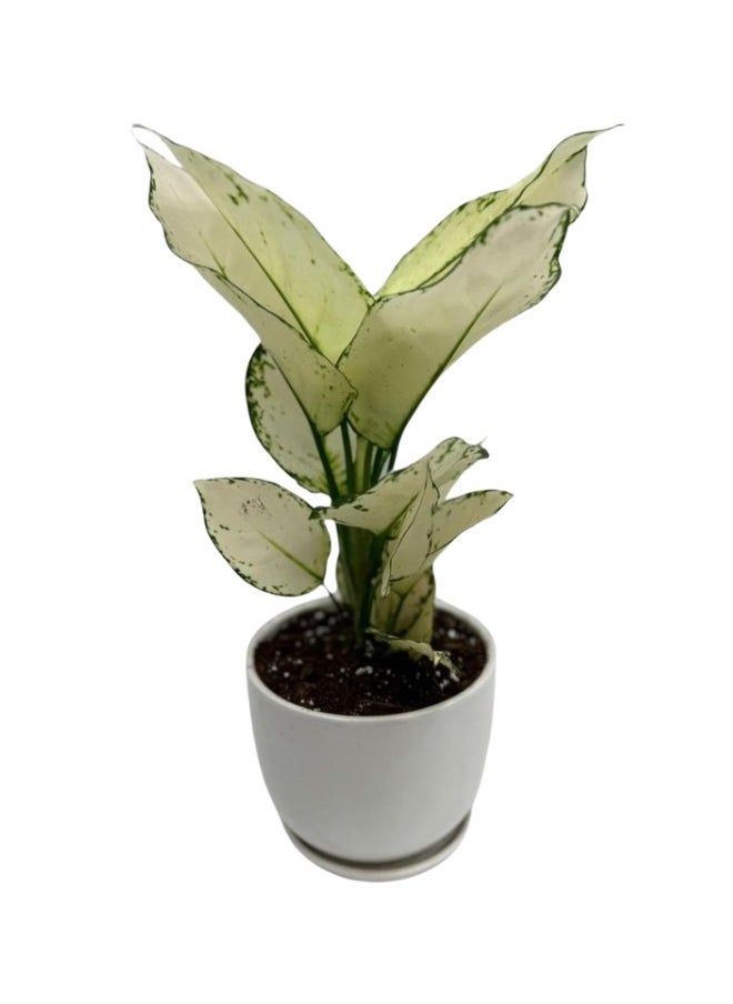 Aglaonema White