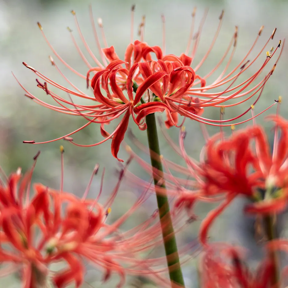 Botanical Beauty