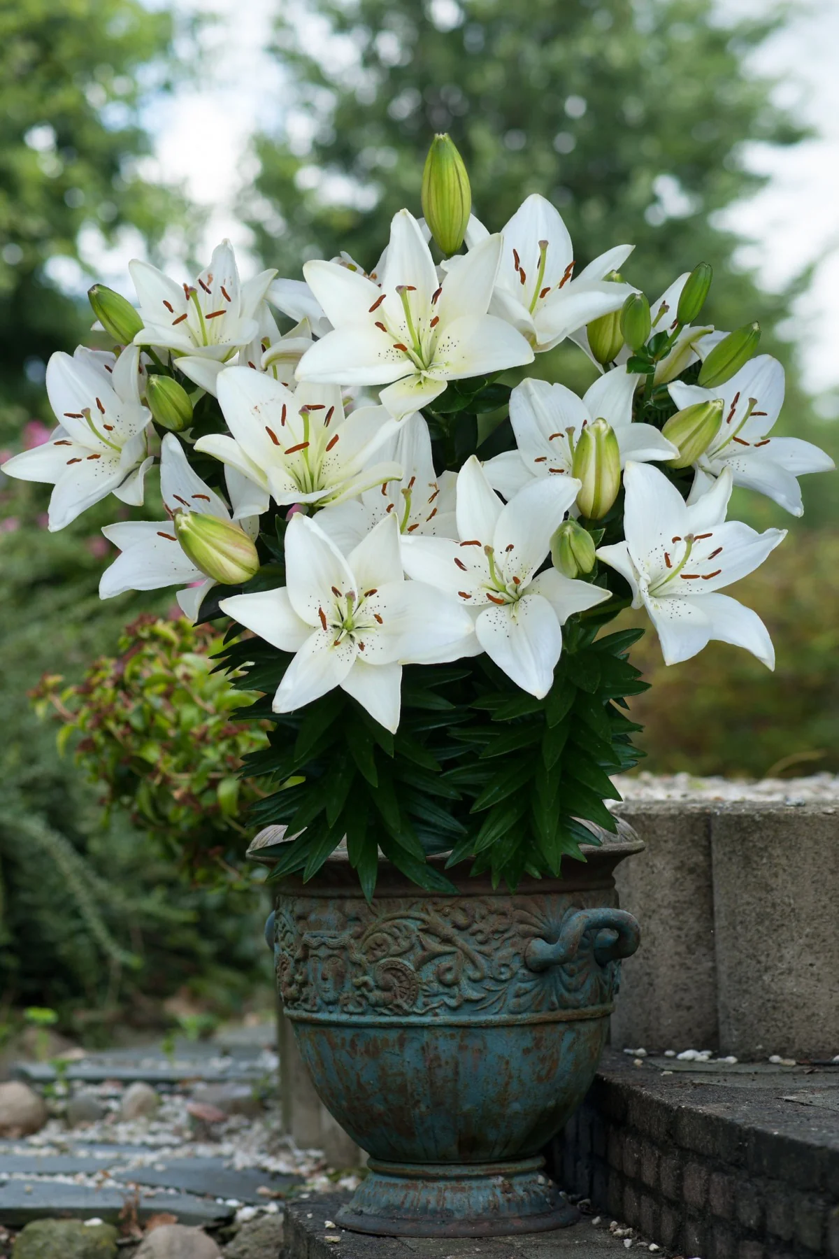 White Daisy