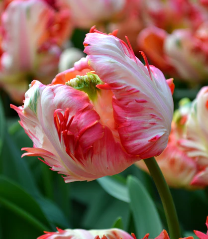 Red Parrot Tulip