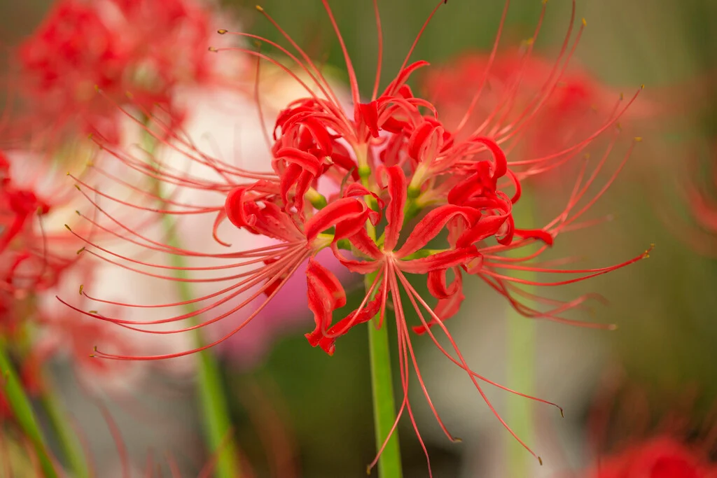 Red Spider Lily