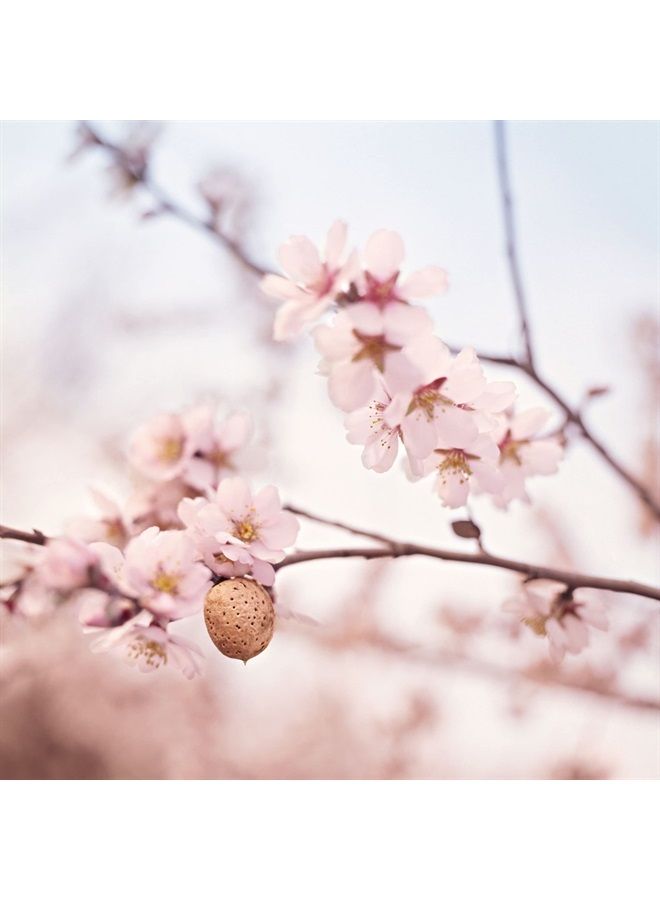 Deep Moisture Facial Balm, 1 Fluid Ounce, Plant Rich Moisturizer with Sweet Almond Oil