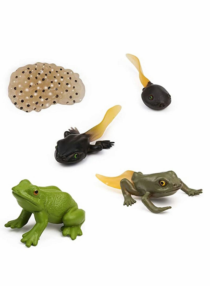 Frog Toys 5PCS Frog Life Cycle Figures Realistic Frog Life Stages Model Frog Life Cycle Amphibian Learning Toys