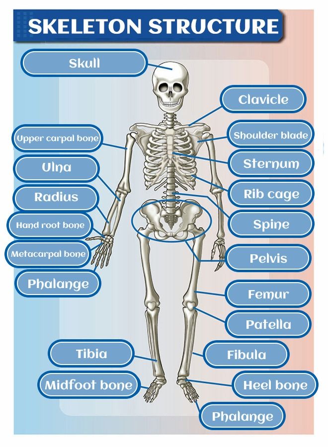 Mini Human Skeleton Model with Movable Arms Legs and Stand for Kid to Study Educational toys Explore science