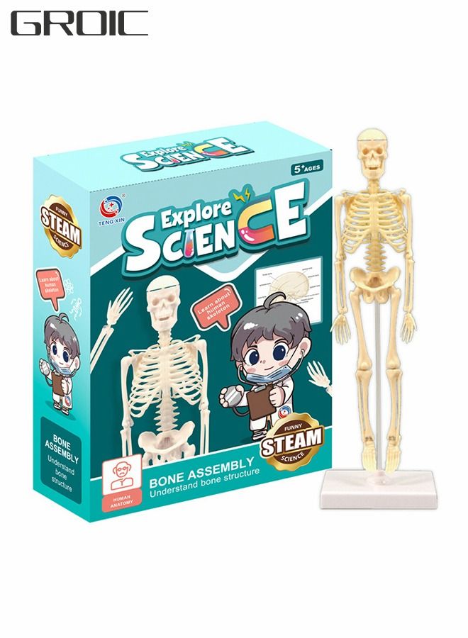 Mini Human Skeleton Model with Movable Arms Legs and Stand for Kid to Study Educational toys Explore science