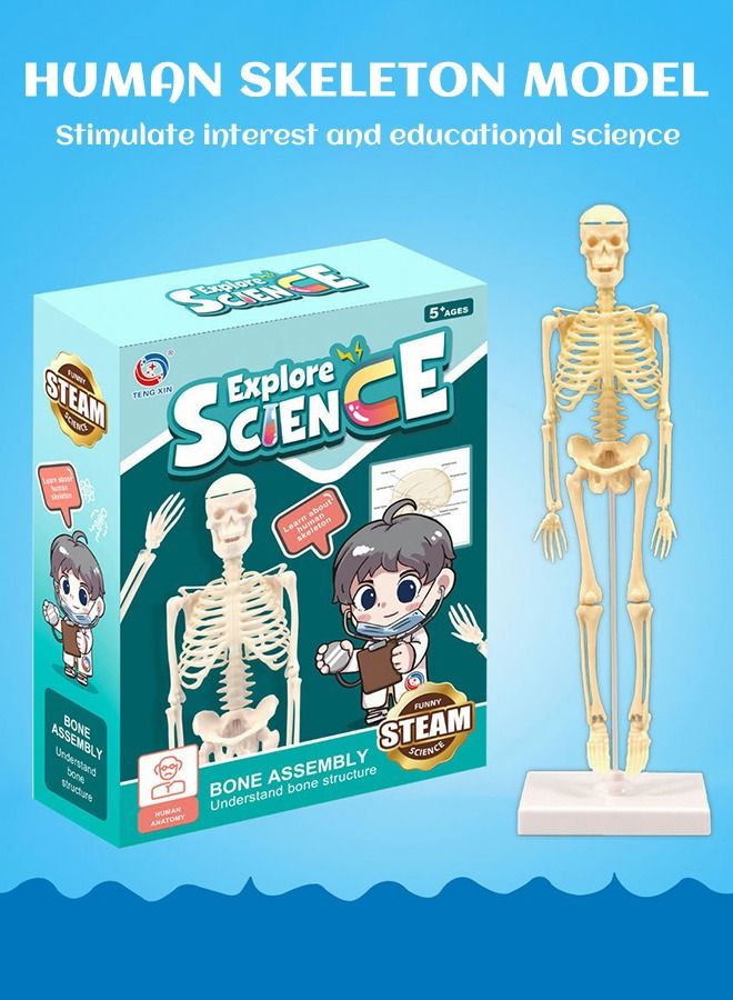 Mini Human Skeleton Model with Movable Arms Legs and Stand for Kid to Study Educational toys Explore science