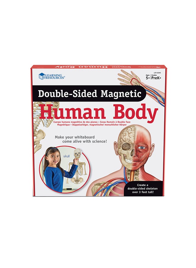 Double-Sided Magnetic Human Body