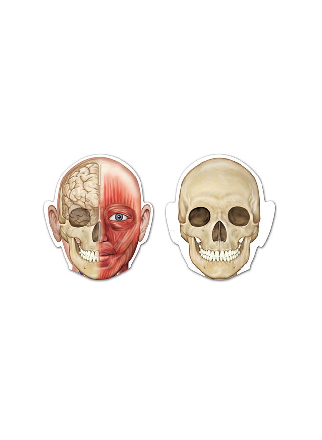 Double-Sided Magnetic Human Body