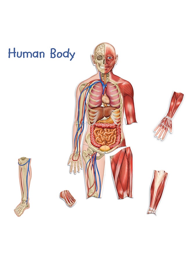 Double-Sided Magnetic Human Body