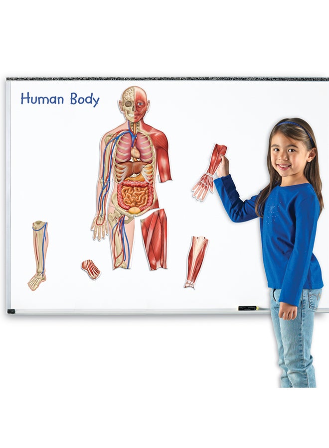 Double-Sided Magnetic Human Body