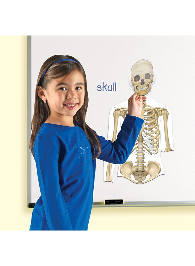 Double-Sided Magnetic Human Body