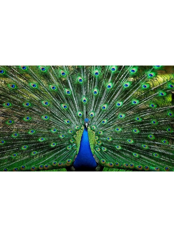 Peacock Plume Wild Zoo Animal 1000 Piece Jigsaw Puzzle For Adults And Kids ; Interactive Brain Teaser Board Educational Toys & Games For Home Quarantine Gift Ideas ; 28 X 20 Inches