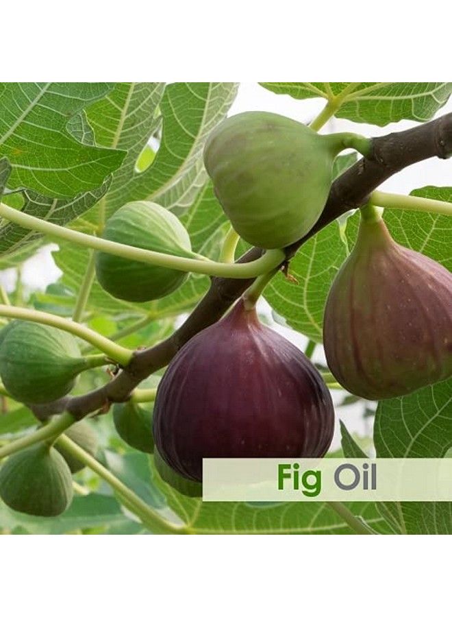 Fig Oil Pure And Natural Fig Oil With Dropperhigh Concentration Of Vitamin E ;Skin Care (Moisturize Nourish Rejuvenate)Hair Care (Prevent Dry Brittle And Split Ends)30Ml