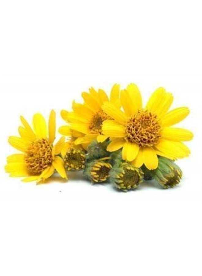 Arnica (Arnica Montana) Therapeutic Essential Oil by Salvia Amber Bottle 100% Natural Uncut Undiluted Pure Cold Pressed Undiluted Aromatherapy Premium Oil (500 ML)