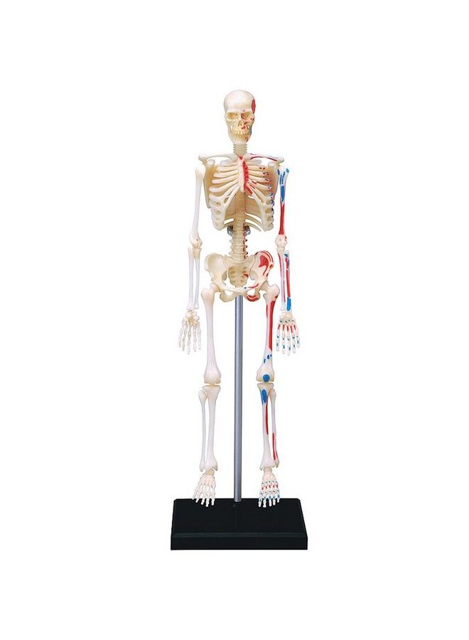 4D Visions Models Visible Human Skeleton Anatomy Kit One Color