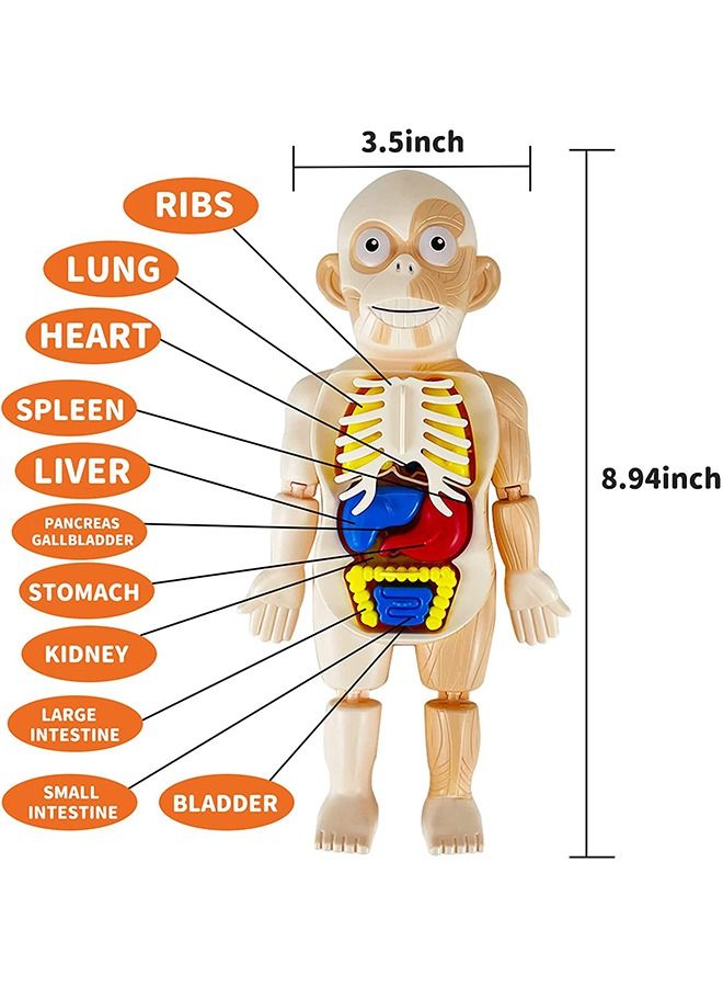 Kids Early Educational Learning Toys Human Organs Model with Removable Parts ,17 Pcs Human Body Model DIY Assembly Science Kits Toys for Boys Girls Preschool Learning Toys