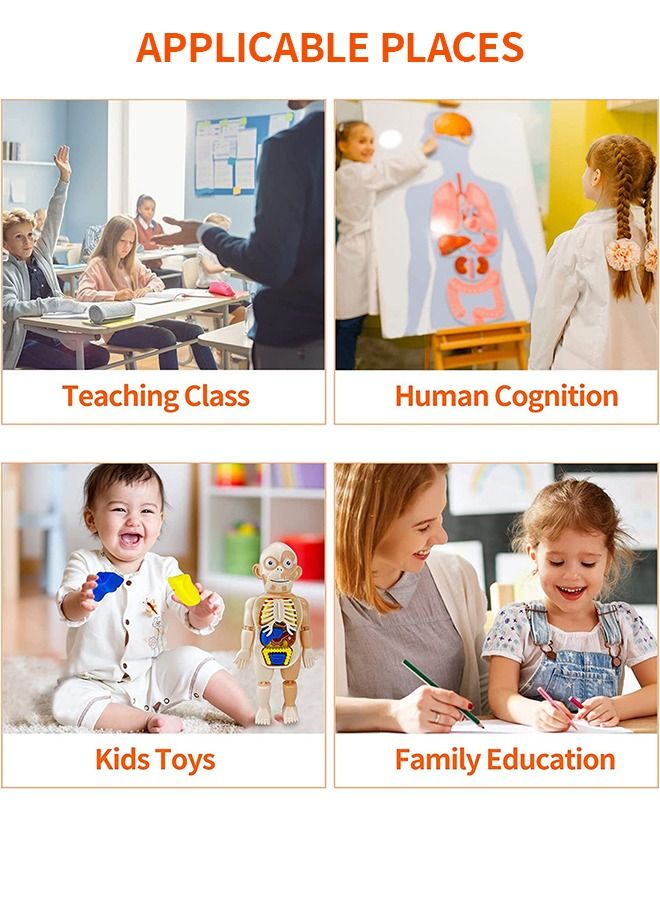 Kids Early Educational Learning Toys Human Organs Model with Removable Parts ,17 Pcs Human Body Model DIY Assembly Science Kits Toys for Boys Girls Preschool Learning Toys