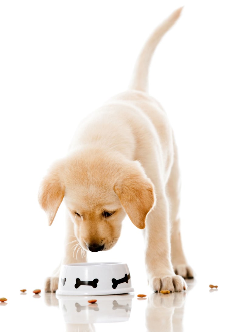 Small Adult Maintenance With Chicken Dog Dry Food 2Kg