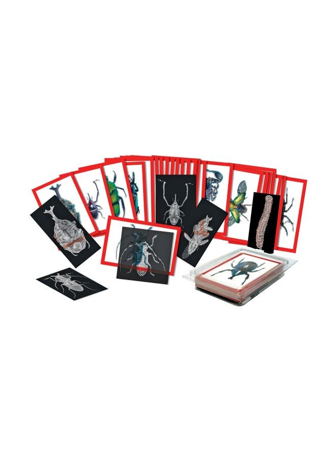 Insect X-Rays And Picture Cards Set R-5912