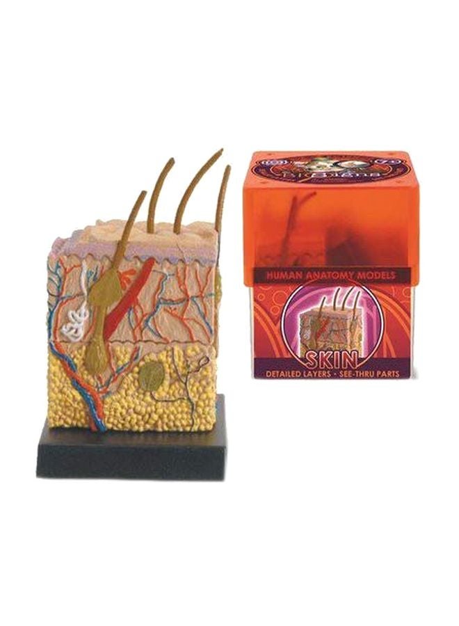 Bio Signs Human Skin Model  32370
