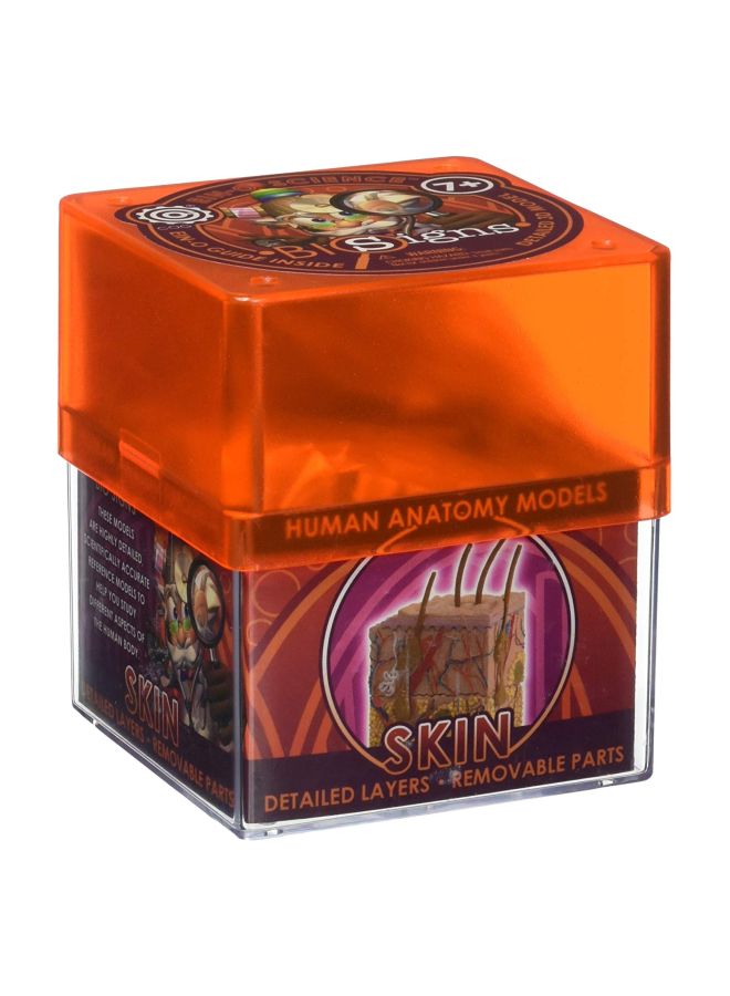 Bio Signs Human Skin Model  32370