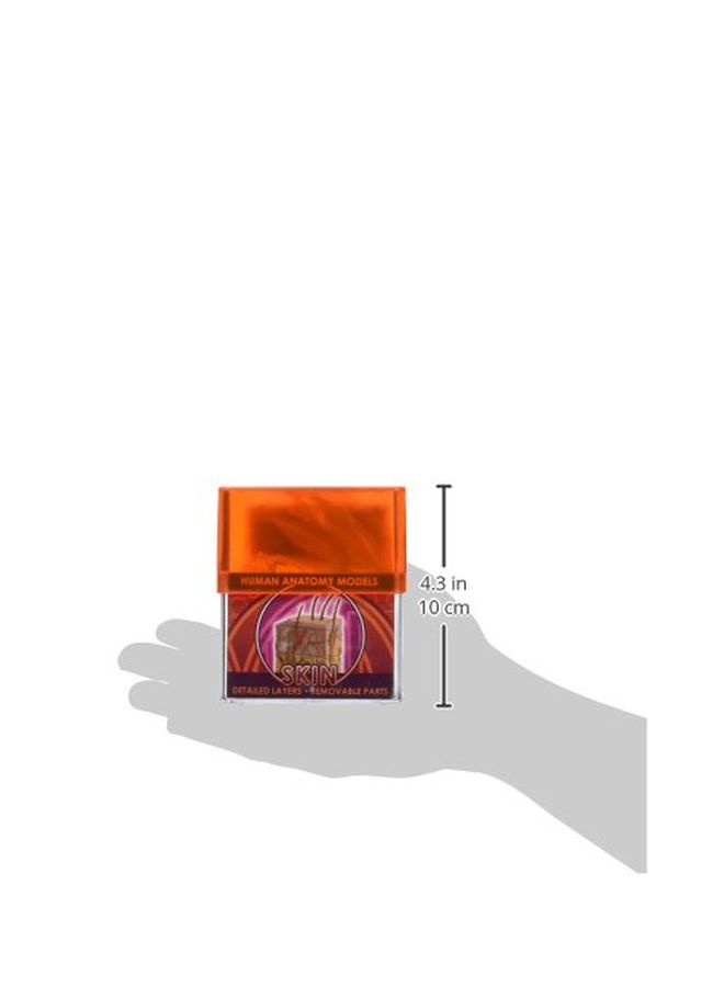 Bio Signs Human Skin Model  32370