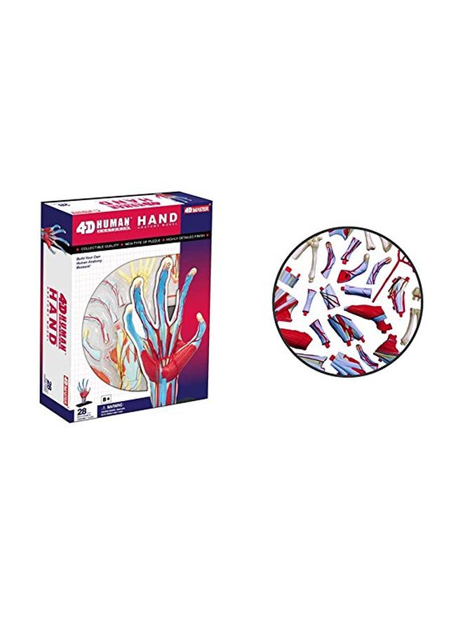 4D Human Anatomy- Hand Model 26057 5.5inch