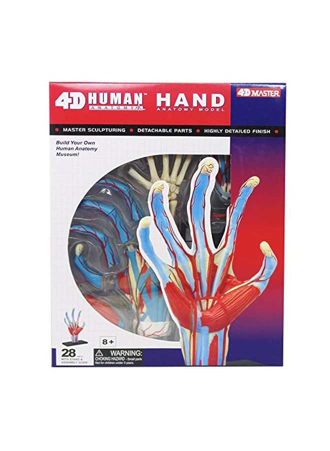 4D Human Anatomy- Hand Model 26057 5.5inch