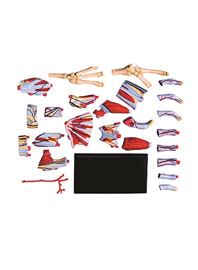 4D Human Anatomy- Hand Model 26057 5.5inch