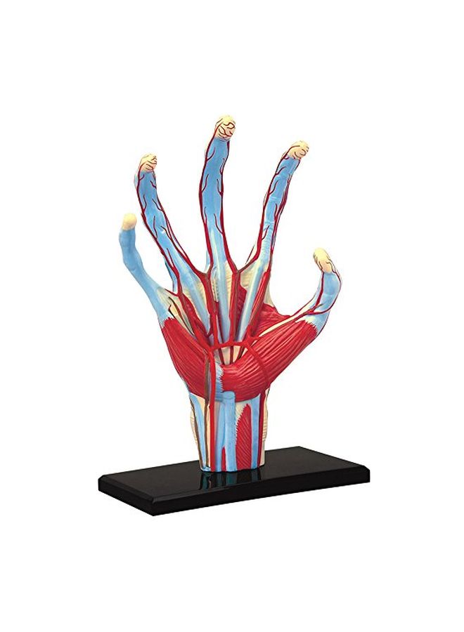 4D Human Anatomy- Hand Model 26057 5.5inch