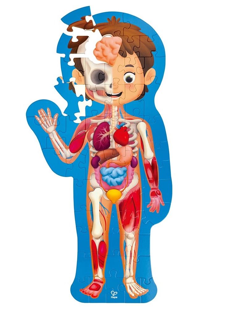 Hape Human Body Jigsaw Puzzle 60pcs with 10 pcs Wooden Body Parts