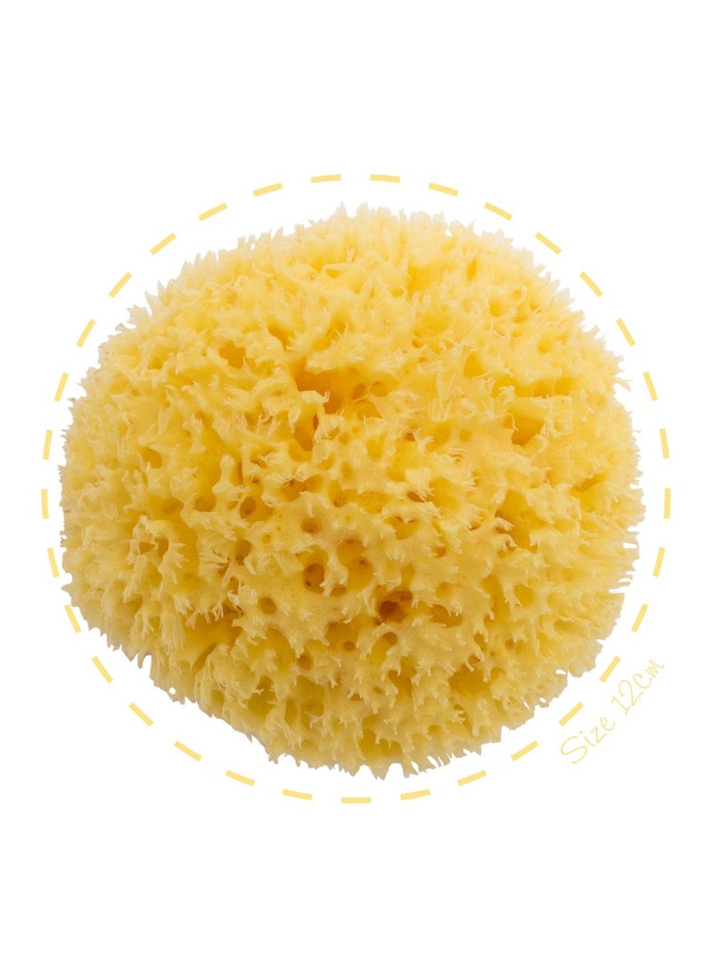 Honeycomb Sea Sponge 100% Natural Size-16 Piece Of One