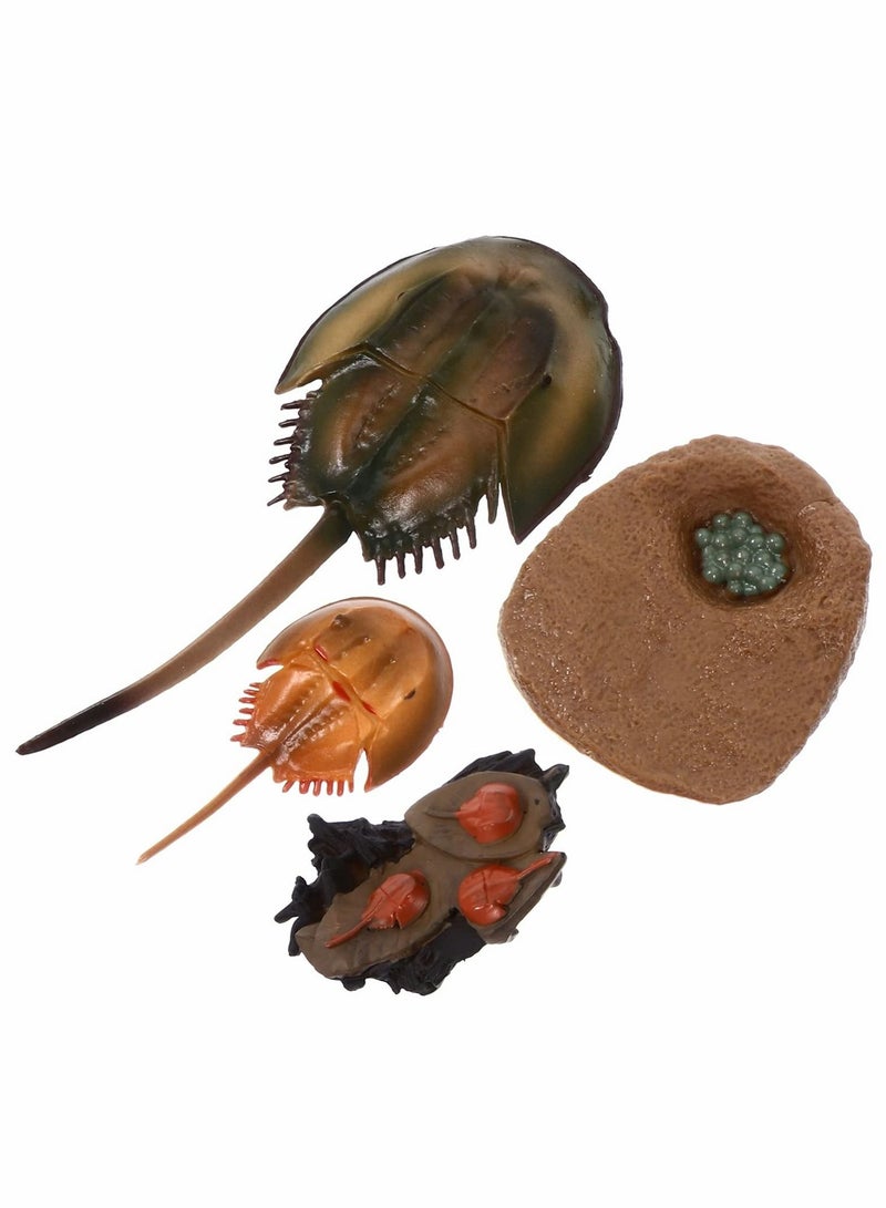 Limulus Growth Cycle Model, Simulation Marine Life Model Toy Set, Horseshoe Crab Lifelike Toys Suitable for Children Education Ocean Beach Party Gifts (1 Set)