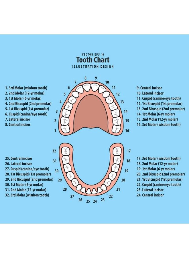 2 Pieces Baby Teeth Keepsake Box Tooth Holder Kids Teeth Keepsake Holder Teeth Container For Lost Teeth Cute Kids Deciduous Teeth Collection To Keep The Childhood Memory (Blue And Pink)