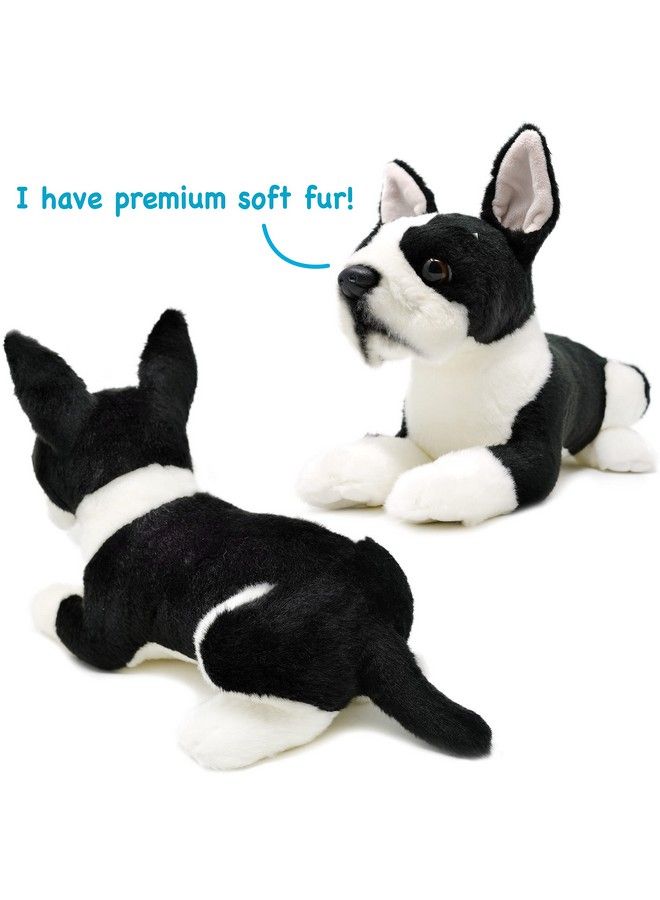 Baxter The Boston Terrier 12 Inch Stuffed Animal Plush Dog By Tiger Tale Toys