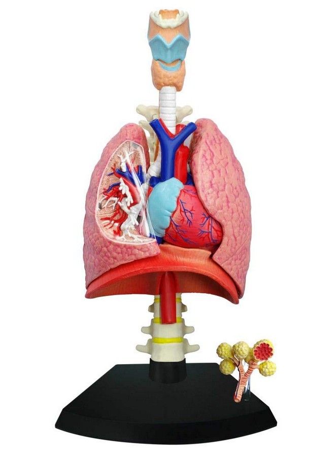 4D Respiratory System Model