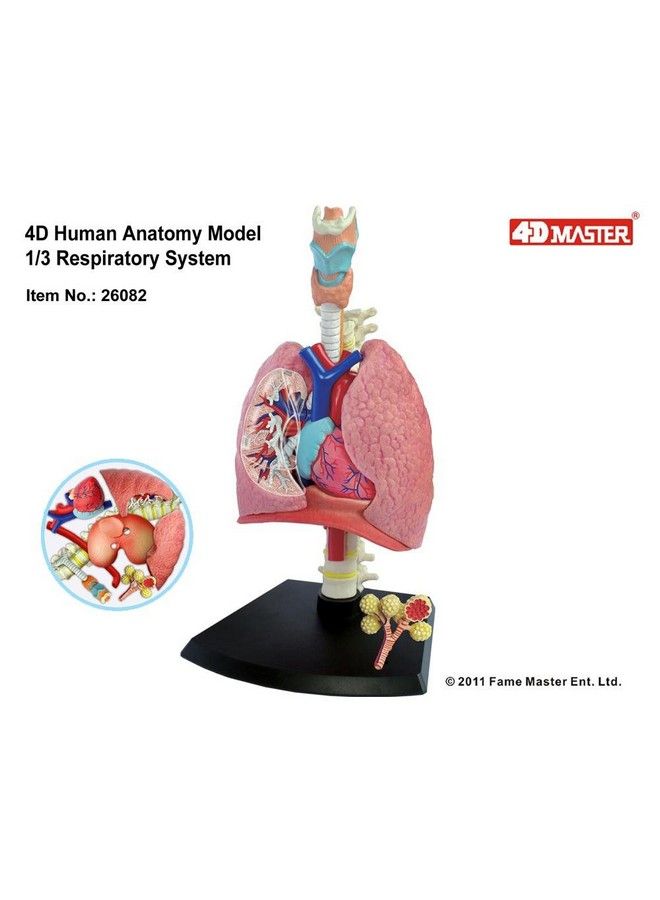 4D Respiratory System Model