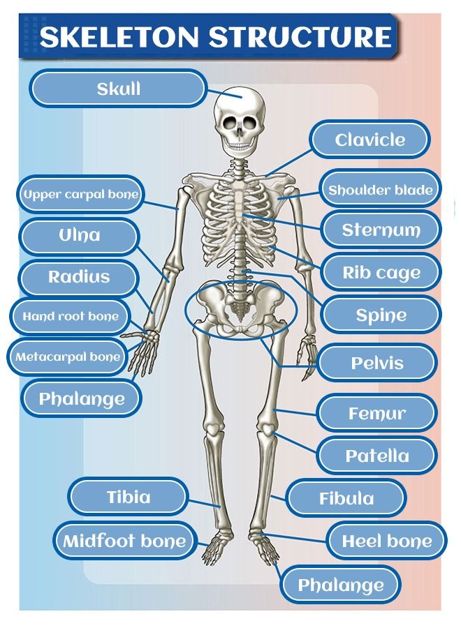 GROIC Mini Human Skeleton Model with Movable Arms Legs and Stand for Kid to Study Educational toys Explore science