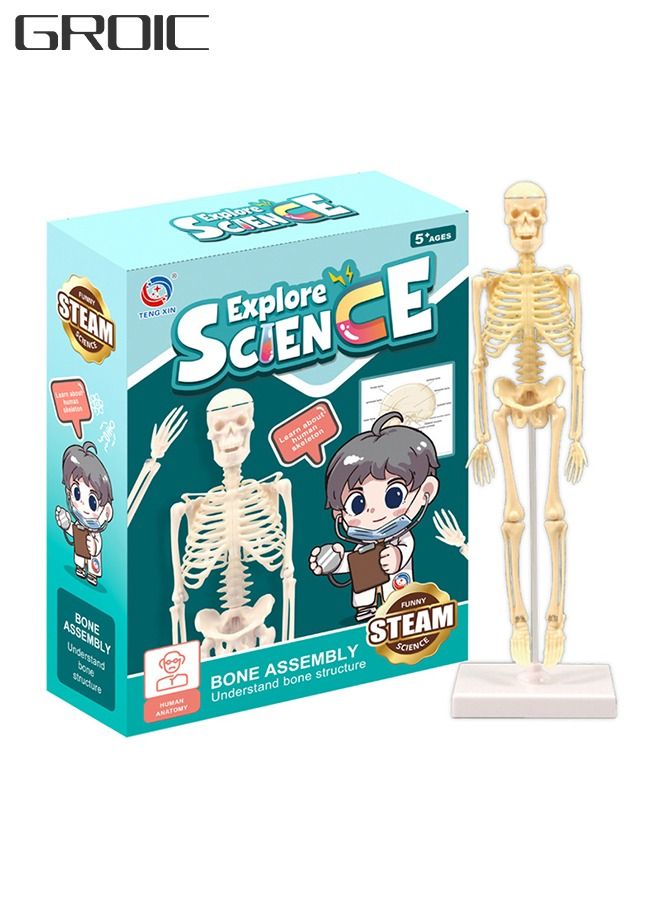 GROIC Mini Human Skeleton Model with Movable Arms Legs and Stand for Kid to Study Educational toys Explore science