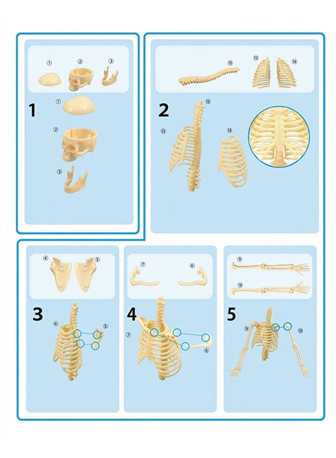 GROIC Mini Human Skeleton Model with Movable Arms Legs and Stand for Kid to Study Educational toys Explore science