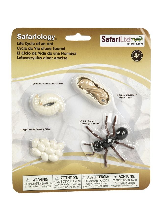 Pack Of 4 Life Cycle Of An Ant Set 663916