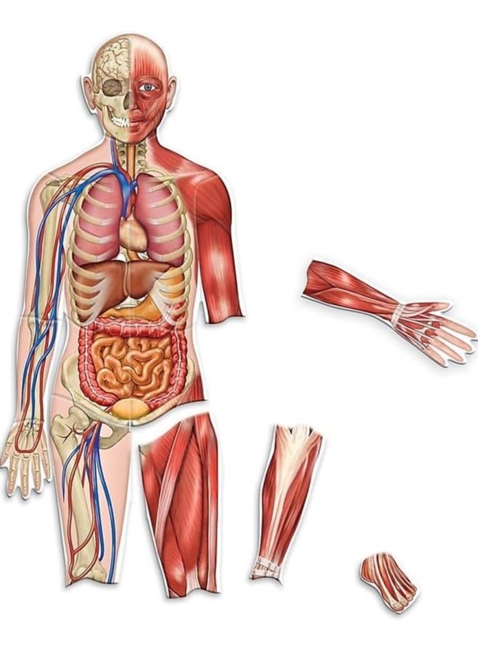 Double-Sided Magnetic Human Body