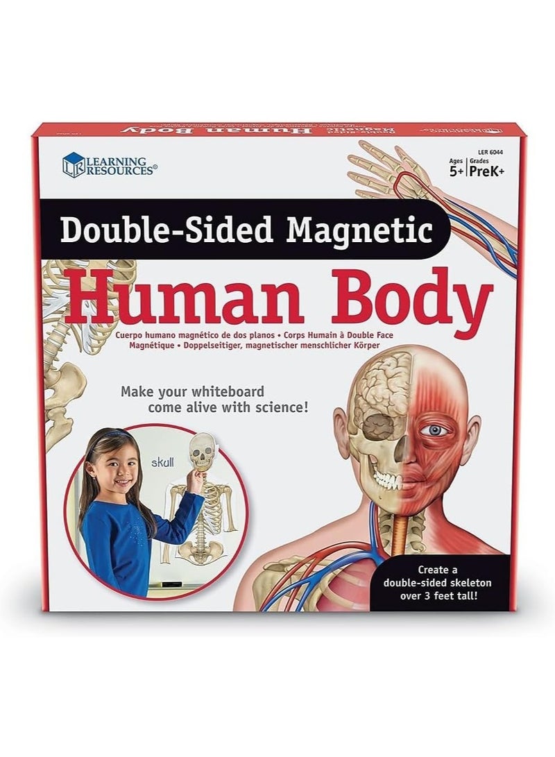 Double-Sided Magnetic Human Body