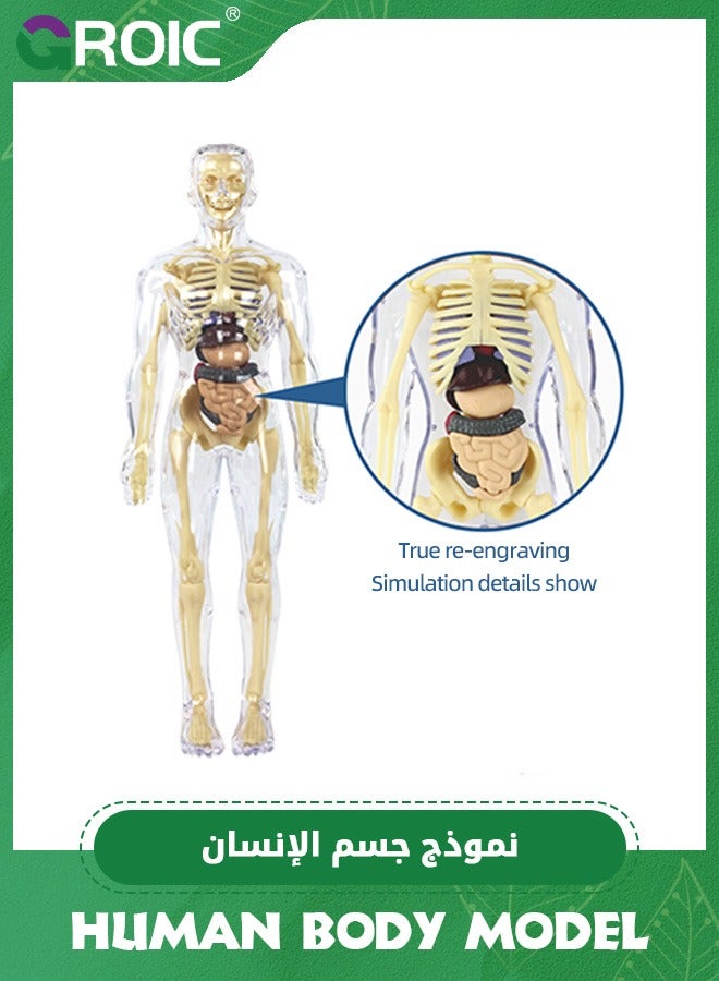 Human Body Model for Kids,nteractive Anatomy Model with Bones, Organs, Muscles, Stand & ID Chart, Anatomy and Physiology Study Tools,Educational Science Toys for Kids