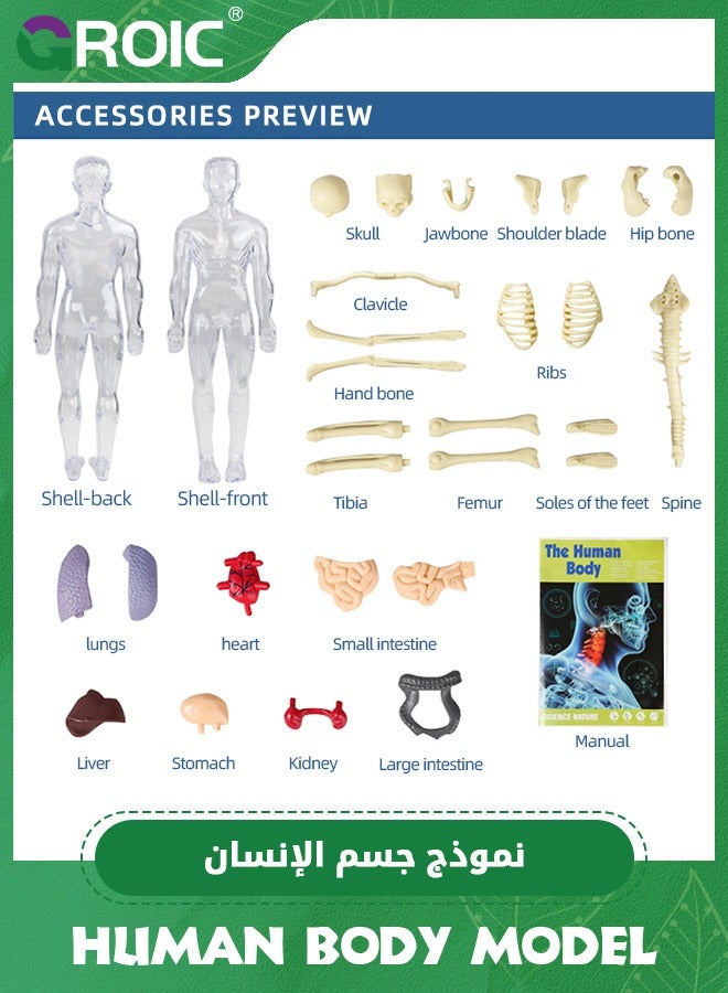 Human Body Model for Kids,nteractive Anatomy Model with Bones, Organs, Muscles, Stand & ID Chart, Anatomy and Physiology Study Tools,Educational Science Toys for Kids